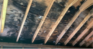 What Kills Mold On Wood?