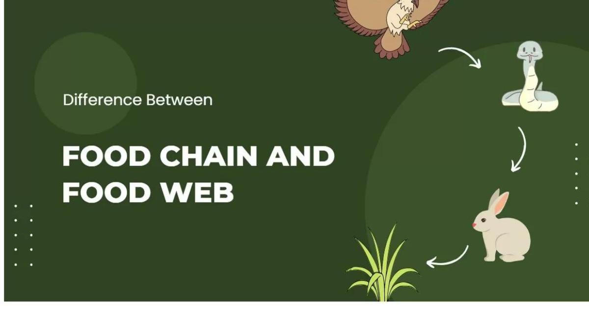 what is the difference between a food chain and a food web